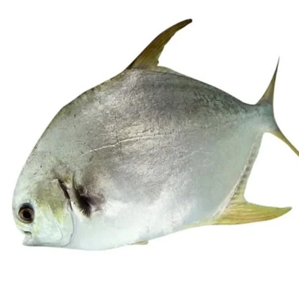 cá chim trắng giá sỉ