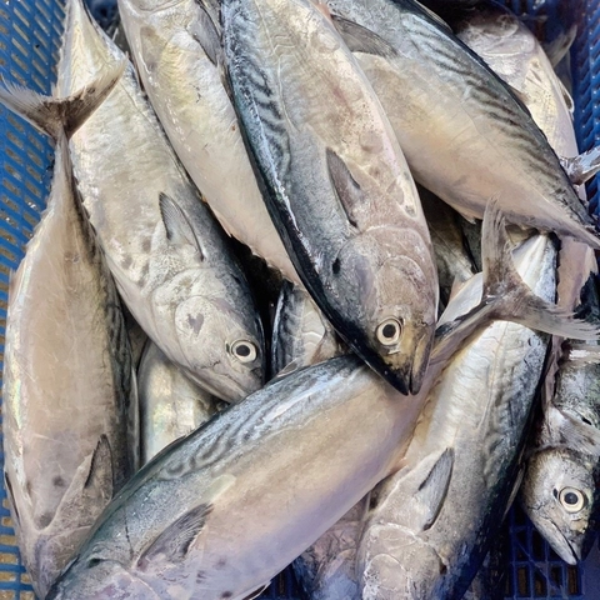 Cá thu ngừ giá sỉ