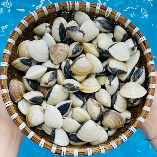 Nghêu trắng giá sỉ